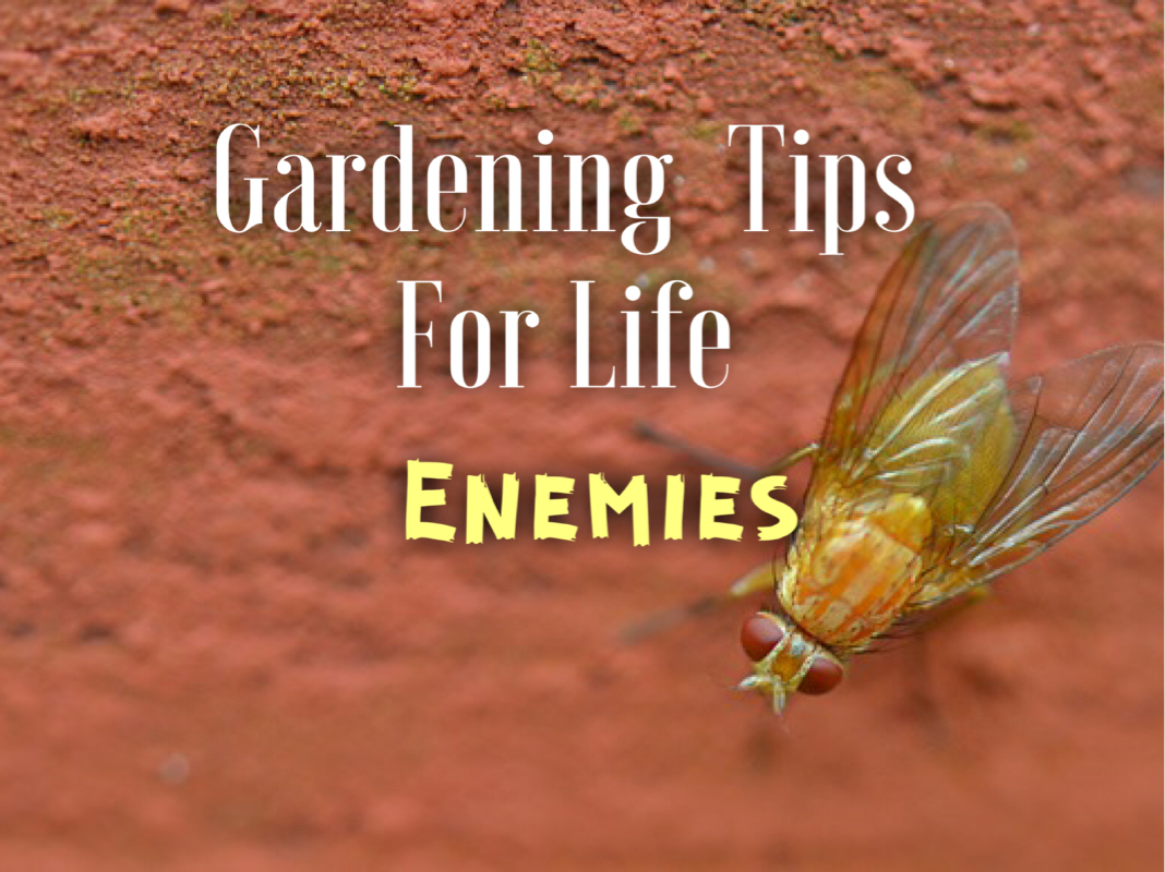 gardening tips for life enemies